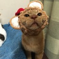 人間が好きな甘えん坊のマリオくん