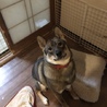 キグルミ母