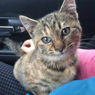 2ヶ月位のキジトラ女の子☆一緒に寝てくれますよ☆