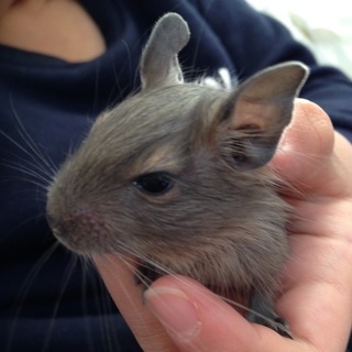 デグー(募集一時中断)