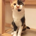 甘えん坊の三毛猫みーちゃん5カ月