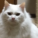 私事都合により里親さん募集
