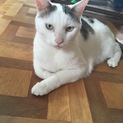 お願いします！都合により里親さん募集