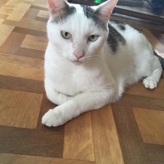 お願いします！都合により里親さん募集