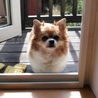 れなみーこ