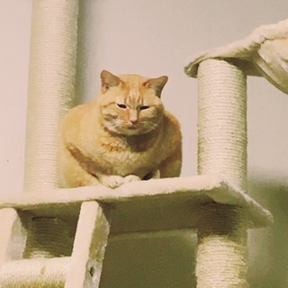 お願いします！都合により里親さん募集