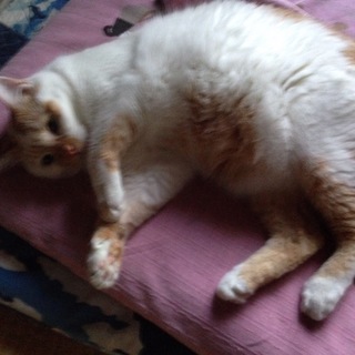 都合により里親さん募集