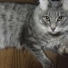 あっしぃー