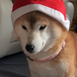 メリー♪クリスマス♪ヽ(´▽｀)/