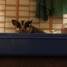 DODGEまこと