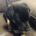 牛舎に捨て犬