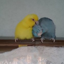 「カステラとそら」サムネイル2