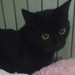 ☆収容期限あります！多頭収容猫　黒猫ちゃん☆