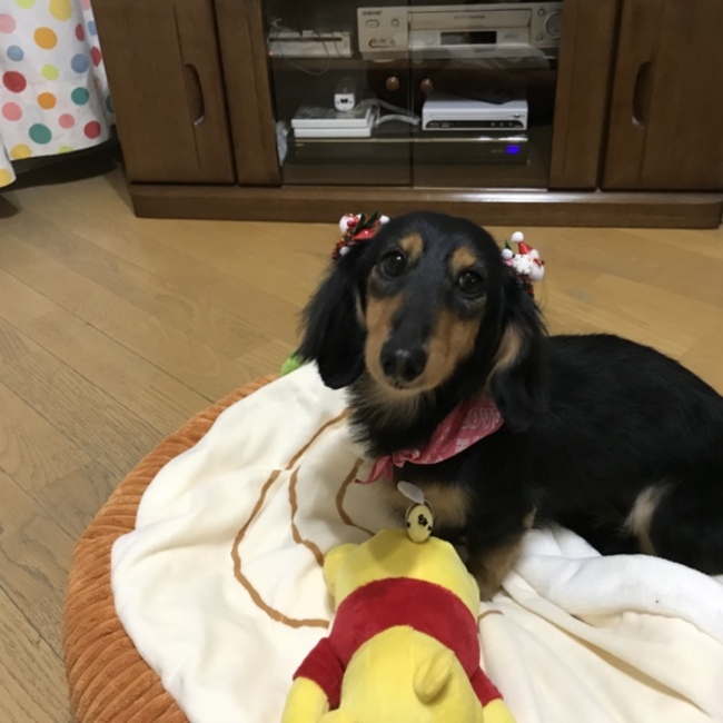 きりっちのカバー写真