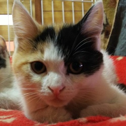 12月30日(土)に愛知県豊橋市で譲渡会！