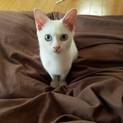 おとなしくて甘えん坊な白い子猫