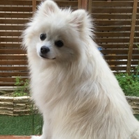 ぷーすけ