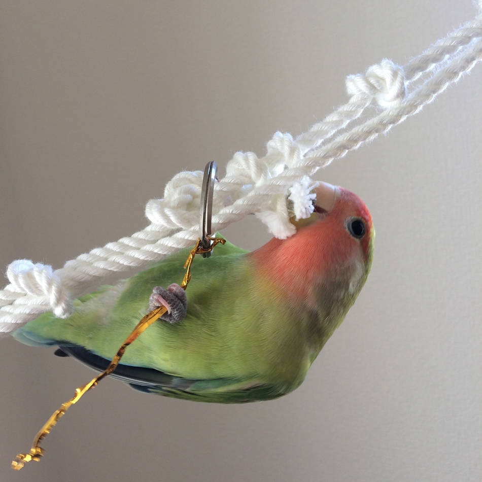 アルノーのカバー写真