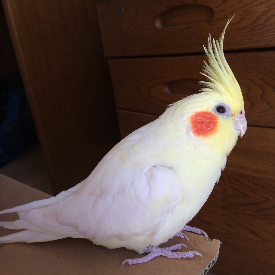ピーちゃんのカバー写真