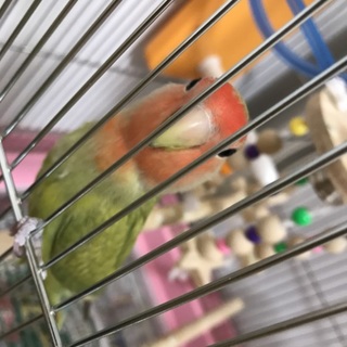 コザクラインコ