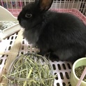 緊急募集です。