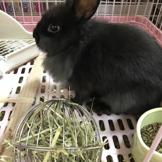 緊急募集です。