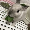 ケロまる
