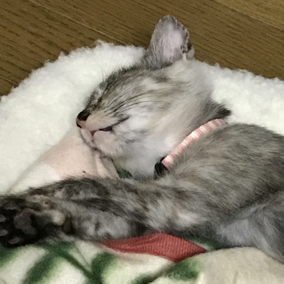 嬉々のカバー写真