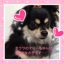 非営利動物保護団体ととのん『ととのんハウス』