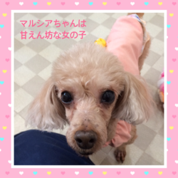 非営利動物保護団体ととのん『ととのんハウス』