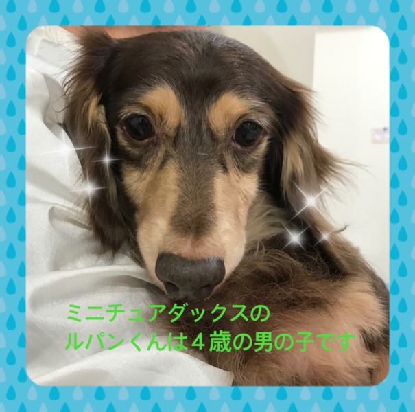 「非営利動物保護団体ととの...」(非営利動物保護団体ととのんのイベント #2350)
