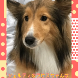 非営利動物保護団体ととのん『ととのんハウス』