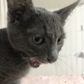 グレー猫貰ってください！