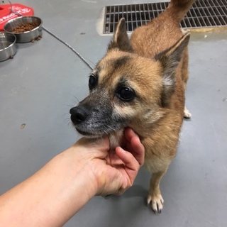 小さな女の子、7歳の可愛いふぅちゃん。