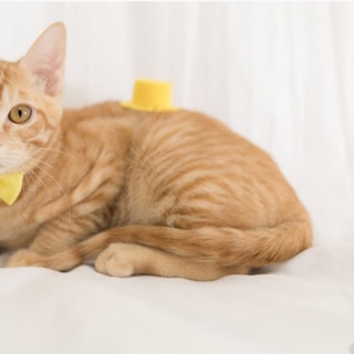 安定した大きさの甘えたな僕たち(=^ェ^=)