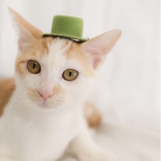 甘えたの三兄弟茶白のカギ尻尾のちゃーちゃん