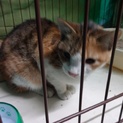 綺麗な三毛の子猫