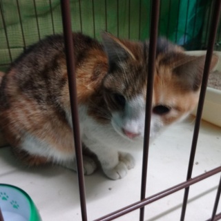 綺麗な三毛の子猫