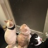 猫耳モフ子