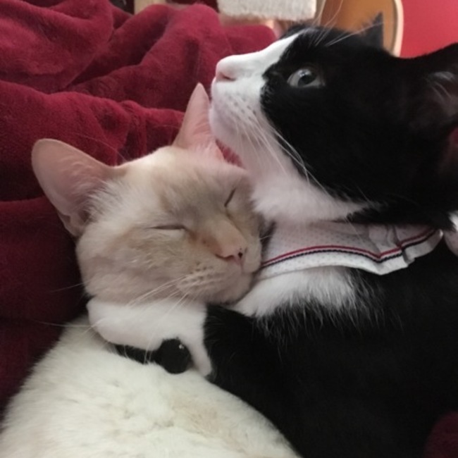 猫耳モフ子のカバー写真