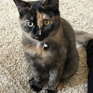 猫力高し！綺麗な毛色の美人さん