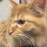 長毛の茶トラ 里親募集です サムネイル2