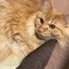 長毛の茶トラ 里親募集です サムネイル3