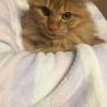 長毛の茶トラ 里親募集です サムネイル4
