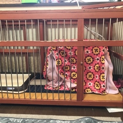 コタツ