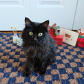 人懐っこい長毛の黒猫、音（おと）くん