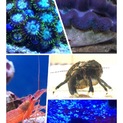 海水 シャコガイ、エビ、ヤドカリ、マメスナセット