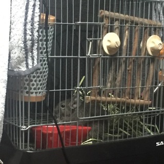 里親が見つかりました！ありがとうございました！