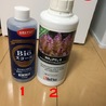 海水 シャコガイ、エビ、ヤドカリ、マメスナセット サムネイル5