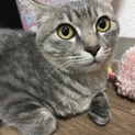 グレーキジちゃん貰ってください！